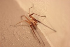Kukulcania hibernalis