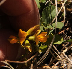 Fabaceae