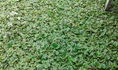 Limnobium laevigatum