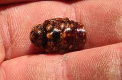 Porphyronota hebraea hebraea