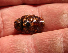 Porphyronota hebraea hebraea