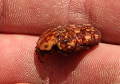 Porphyronota hebraea hebraea