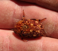 Porphyronota hebraea hebraea