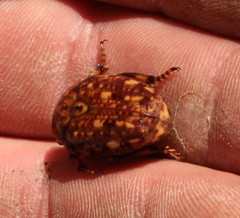 Porphyronota hebraea hebraea