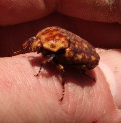 Porphyronota hebraea hebraea
