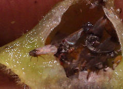 Phylloxera caryaefoliae