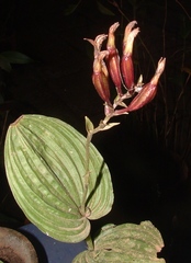 Monophyllorchis microstyloides