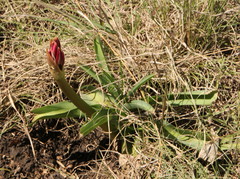 Crinum bulbispermum