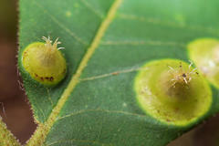 Phylloxera caryaefoliae