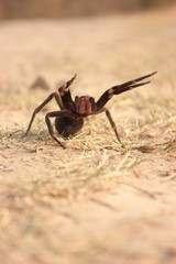 Phoneutria nigriventer