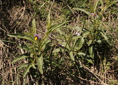 Solanum