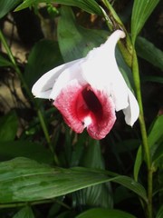 Sobralia helleri