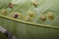 Phylloxera caryaefoliae
