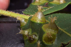 Phylloxera caryaefoliae