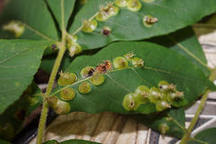 Phylloxera caryaefoliae