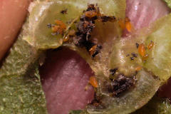 Phylloxera caryaefoliae