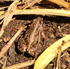 Cacosternum boettgeri