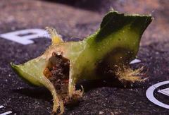 Phylloxera caryaefoliae
