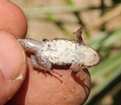 Cacosternum boettgeri