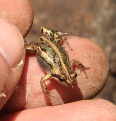 Cacosternum boettgeri
