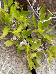 Bridgesia incisifolia
