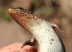 Trachylepis punctatissima