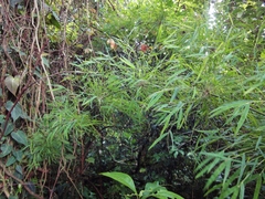 Rhipidocladum