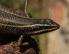 Trachylepis punctatissima
