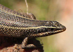 Trachylepis punctatissima