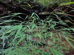 Rhipidocladum