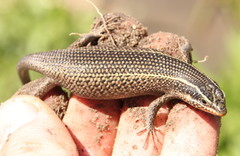 Trachylepis punctatissima