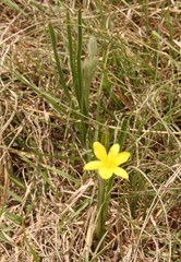 Hypoxis