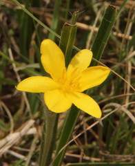 Hypoxis