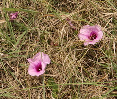 Ipomoea crassipes