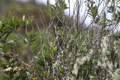 Leptasthenura andicola