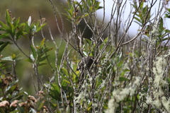 Leptasthenura andicola