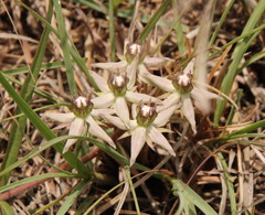 Asclepias gibba