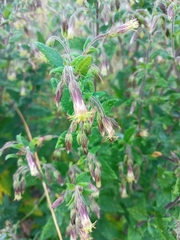 Brickellia nutanticeps