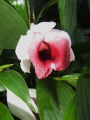 Sobralia helleri