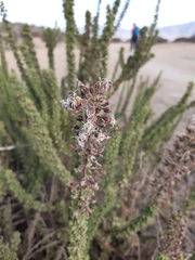 Ophryosporus triangularis