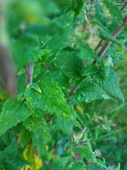 Brickellia nutanticeps