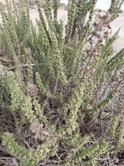 Ophryosporus triangularis