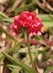 Trifolium africanum africanum