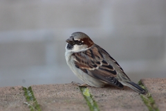 Passer domesticus
