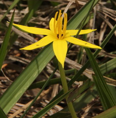 Empodium elongatum
