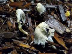 Coprinellus impatiens