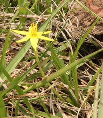 Empodium elongatum