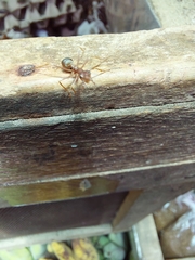Oecophylla smaragdina