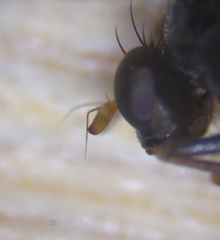 Calliopum simillimum