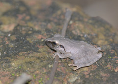 Pseudophilautus amboli